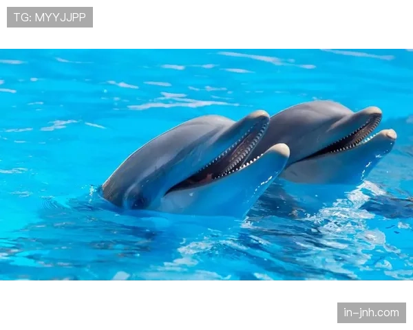 海豚近期状态上行，有望在分区内战中收获中游靠下名次